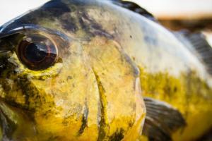 News & Tips: Are You a Warm Weather Angler? Take This Bass Tactics Quiz & Find Out...