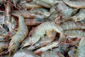 News & Tips: The Skinny on Artificial Shrimp Fishing Lures...