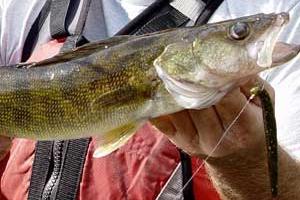 News & Tips: Get Afoot in the Flow for Summer River Walleyes...