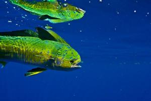 News & Tips: How Fish Hear