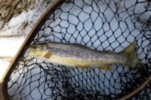 Walleye Fishing Tackle Buyers Guide