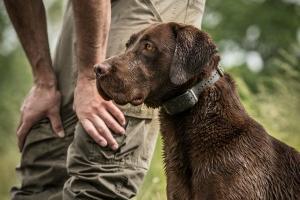 News & Tips: Hunting Dog Training: First Steps for Turning Your Puppy into a Hunting Partner...