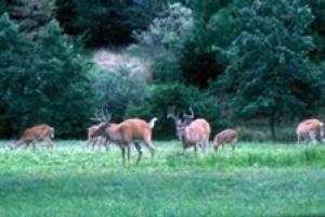 News & Tips: Favorite Food Plots: Late Spring Seed