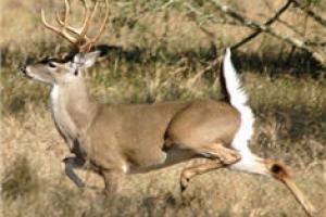 News & Tips: Three Experts Pick Their Favorite Pre Rut Stands...