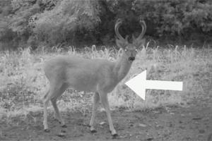 News & Tips: Deer Hunter's Guide to Aging Bucks Before the Shot  (video)...