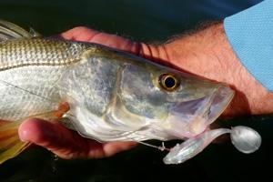 Dry and Wet-Fly Line Mending Techniques