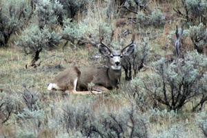 News & Tips: Mule Deer Dreams
