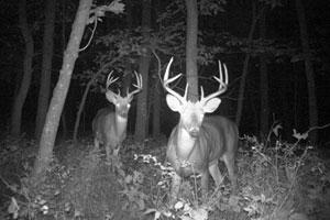 News & Tips: Tips to Set Up Game Cameras for Scouting Deer...