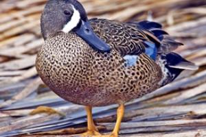 News & Tips: Michigan Gets Early Teal Season for First Time in 50 Years...