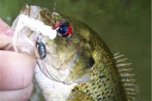 News & Tips: Goggle-Eye or Rock Bass Fishing Tactics...