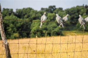 Five doves sitting on a wire fence that surrounds a wheat field