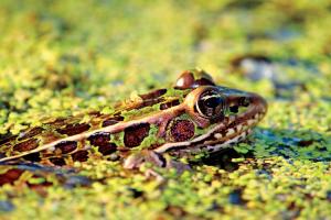 News & Tips: Frog Gigging and the Art of Catching Frogs (video)...