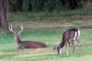 News & Tips: Hunting Doe Bedding Areas for Trophy Bucks...