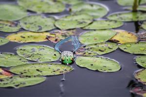 News & Tips: How to Use a Frog Bait When Fishing Around a Lot of Cover (video)...
