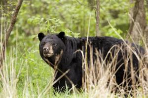 Bear; photo by Denver Bryan
