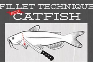 News & Tips: Catfish Fillets: 5 Simple How To Steps (infographic)...