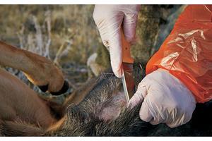 Hunter field dressing a deer