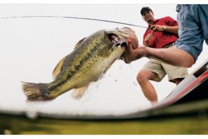 Angler lifting bass out of water