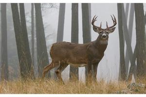 Buck standing in the woods