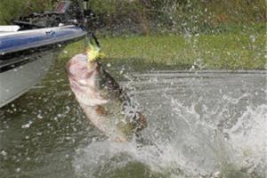 News & Tips: Bass Fishing Tips: How to Use Wobblers Style Lures...