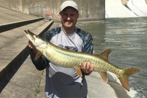 Muskie angler at Lake Shelbyville holding a muskie 
