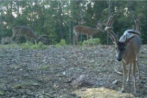 News & Tips: The Chase Phase of the Rut