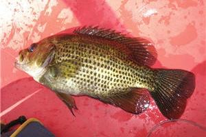 News & Tips: Panfish: Strike Indicators & Wet Fly Rigs That Work...