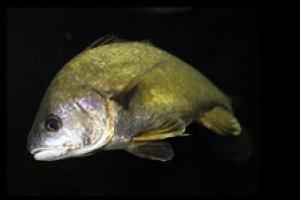 News & Tips: Six Reasons to Fish for Freshwater Drum...