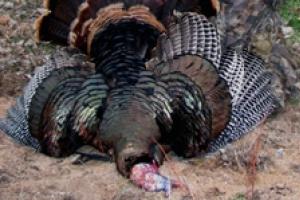 News & Tips: Early Season Calling Tactics for Turkeys...