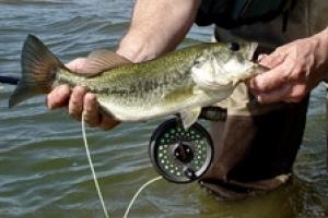 News & Tips: Break Out Long Rod for Summer Bass