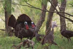 News & Tips: Turkey Behavior, How to Fool a Subordinate Gobbler...