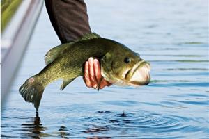 News & Tips: What Fishing Rod Should I Buy for Bass Fishing...