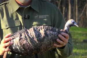 News & Tips: How To: Use Turkey Decoys, Frost Seeding Clover & More!  (video)...