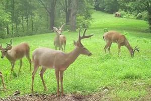 News & Tips: Amazing Antlers! Keys To Age Bucks And Food Plot Facts  (video)...