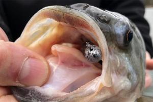 Open mouthed bass with lure inside