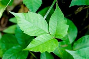 News & Tips: OTC and At-Home Remedies For Poison Ivy...