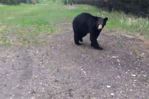News & Tips: Why You Should Carry Bear Spray: Video Shows Bear Chasing Joggers...