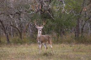 News & Tips: Wind Key to Setting Up for Whitetails