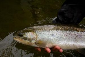 News & Tips: 5 Important Catch and Release Tips for Trout Survival...