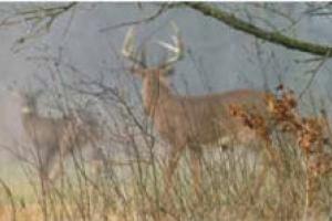 News & Tips: Reading Deer Sign