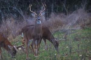 News & Tips: Deer Hunting | Big Buck, Big Story  (video)...