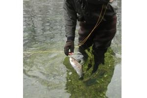 News & Tips: Winter Trout Fishing