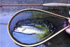 News & Tips: Fiberglass Fly Rods: A Trout Angler's Desire to Feel More of the Casting Action...