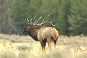 News & Tips: The New Elk Herds of the American East...