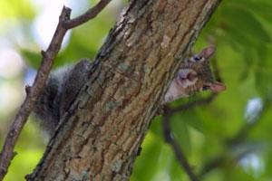 News & Tips: Are You Using the Wrong Gun for Squirrel?...