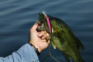 News & Tips: Largemouth Blade Bait Tricks for Early Season Bass Fishing...