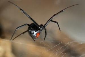 News & Tips: What You Need to Know About Poisonous Spiders in the U.S....