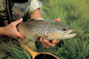 News & Tips: Fly Fishing for Brown Trout This Summer? Go With the Hopper...
