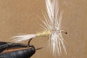 News & Tips: Tying the Blue-winged Olive