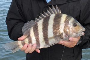 News & Tips: Winter Sheepshead Fishing Doesn't Disappoint...